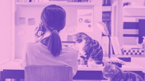 Woman working online with a cat
